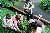 Planting trees at ICLC Campus in Costa Rica
